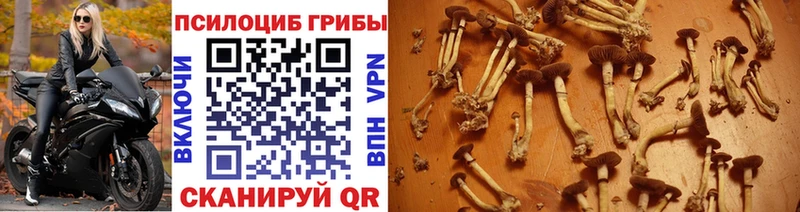 где купить   Калининец  Псилоцибиновые грибы прущие грибы 